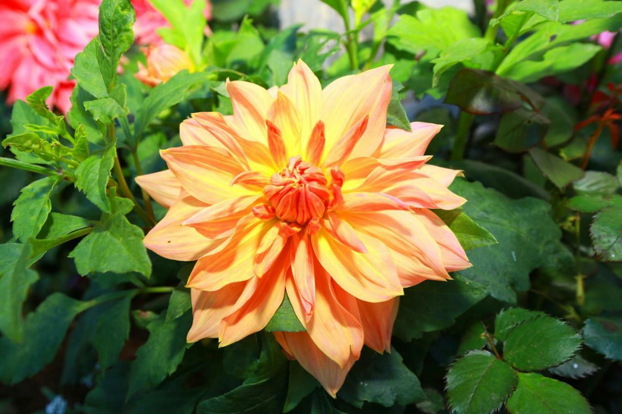 Dahlia Mount View Hotel Nuwara Eliya Kültér fotó